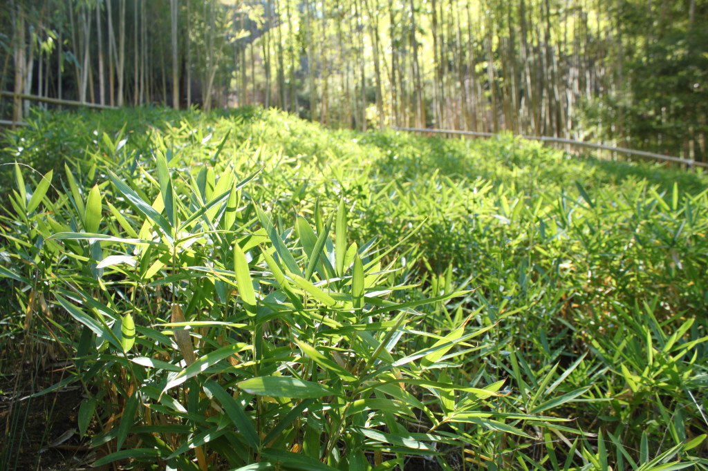 Bamboo Garden at Hakone